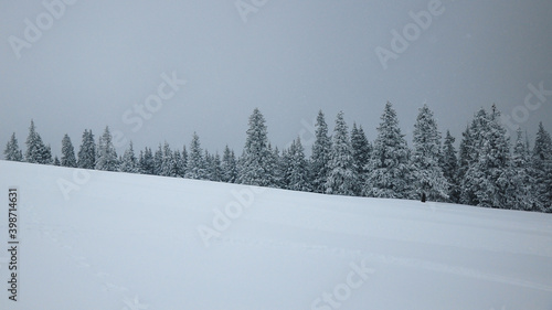 Snow falls over the coniferous forests of Lotru Mountains. Winter season is here.