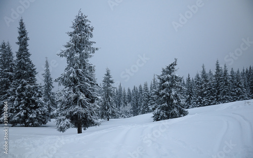 Winter season landscape. White snow covered the spruce and fir trees of Lotru Mountains. Several ski trails are present on the snow layer. © Alexandru V