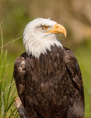 American bald eagle eyeing up its prey