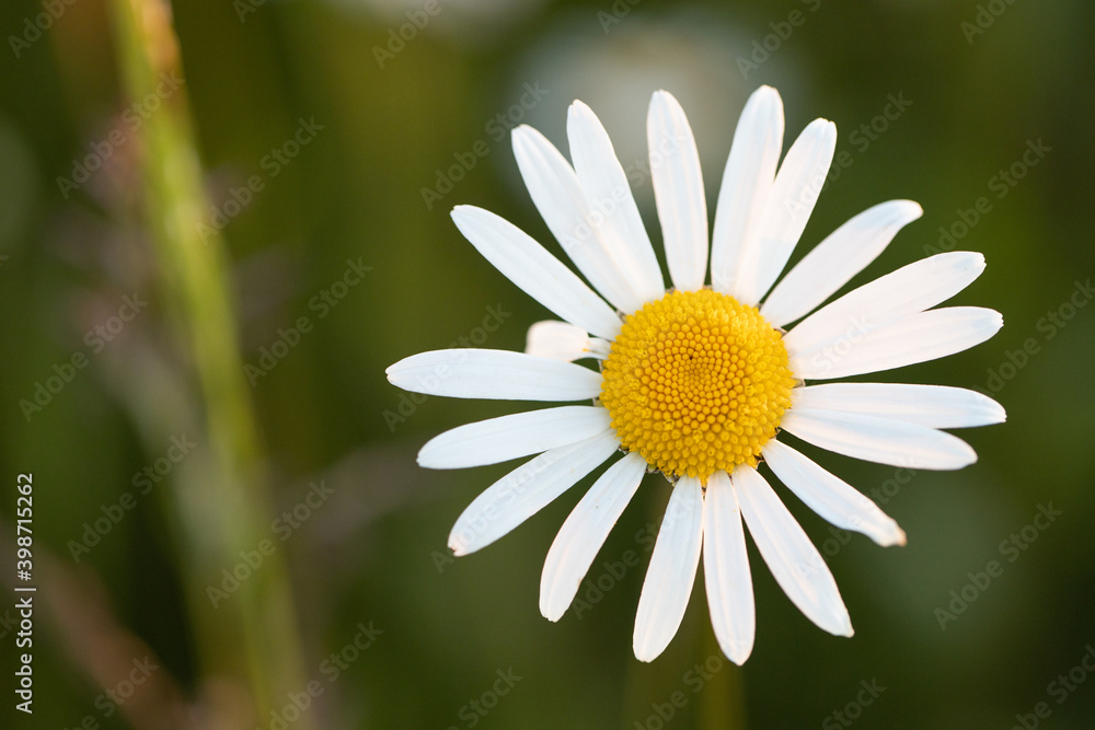 Obraz premium Margarithe