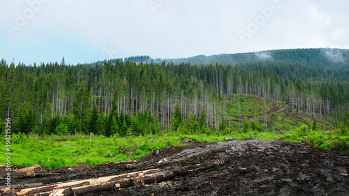 Canvas-taulu Maybe illegal tree logging in Lotru Mountains