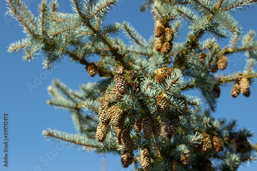 Coniferous tree with pine cones against a blue clear sky. Forest nature background