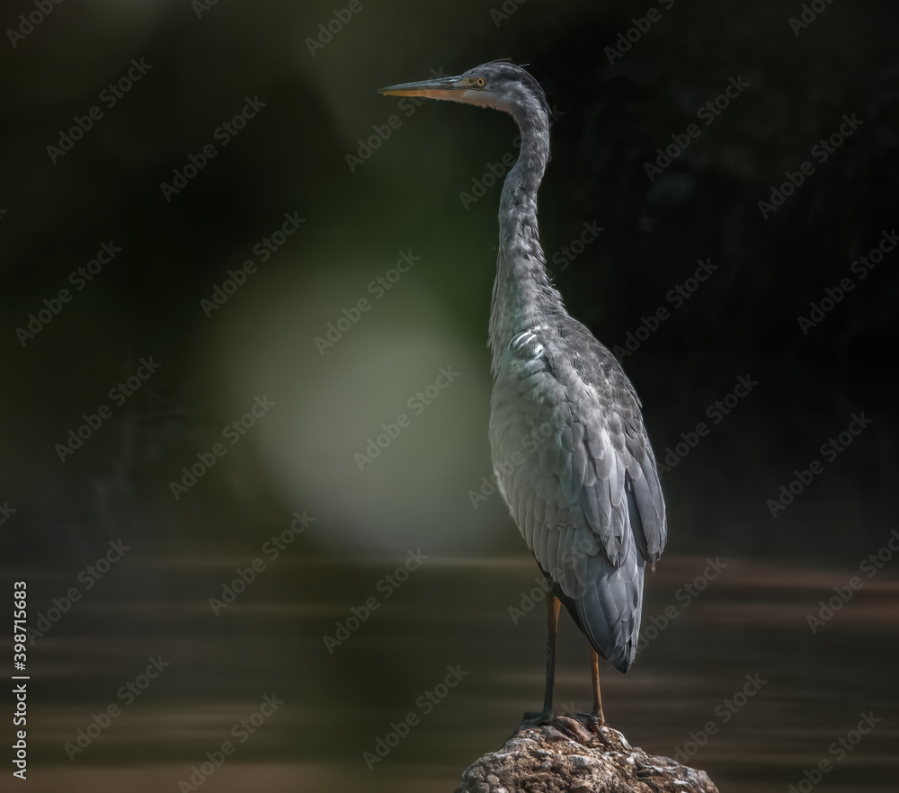 Obraz premium Graureiher am Flussufer