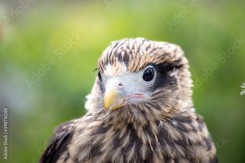 close up of an eagle