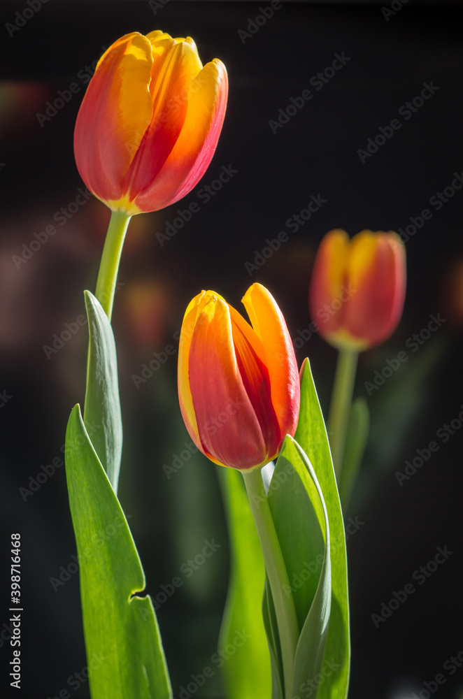 Three red-orange tulip flowers on dark background. Focus on closest flower. Three red-orange tulip flowers on dark background. Focus on closest flower.