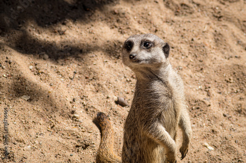 Intelligent, African meerkat (Suricata suricatta) standing and looking your direction.