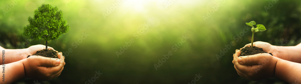 Hands holding green big tree and young plan growing on sunny green nature background.  Environment world earth day. Eco  concept banner with copy space.