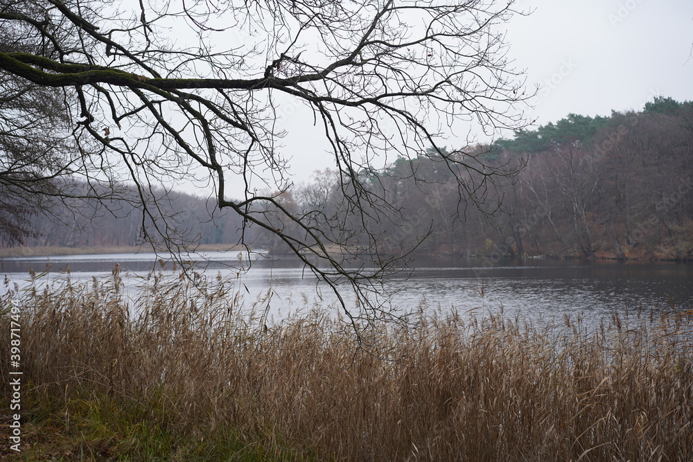 Obraz premium Winterlandschaft mit Wald und Schilf an einem See in Berlin (Krumme Lanke)
