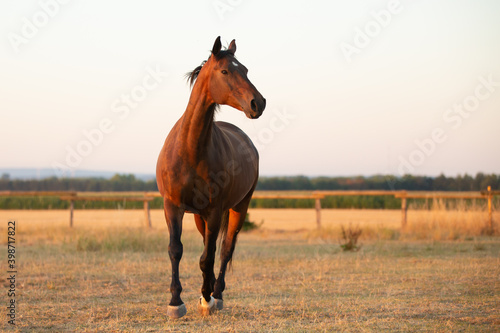 Braunes Pferd im Morgenlicht