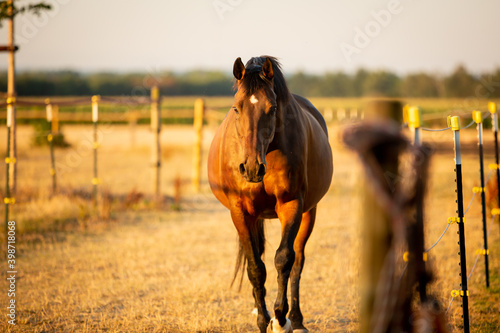 Braunes Pferd im Morgenlicht © Nadine Haase