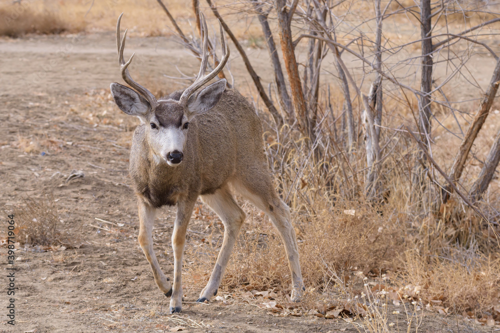 Fototapeta premium Colorado Wildlife. Wild Deer on the High Plains of Colorado