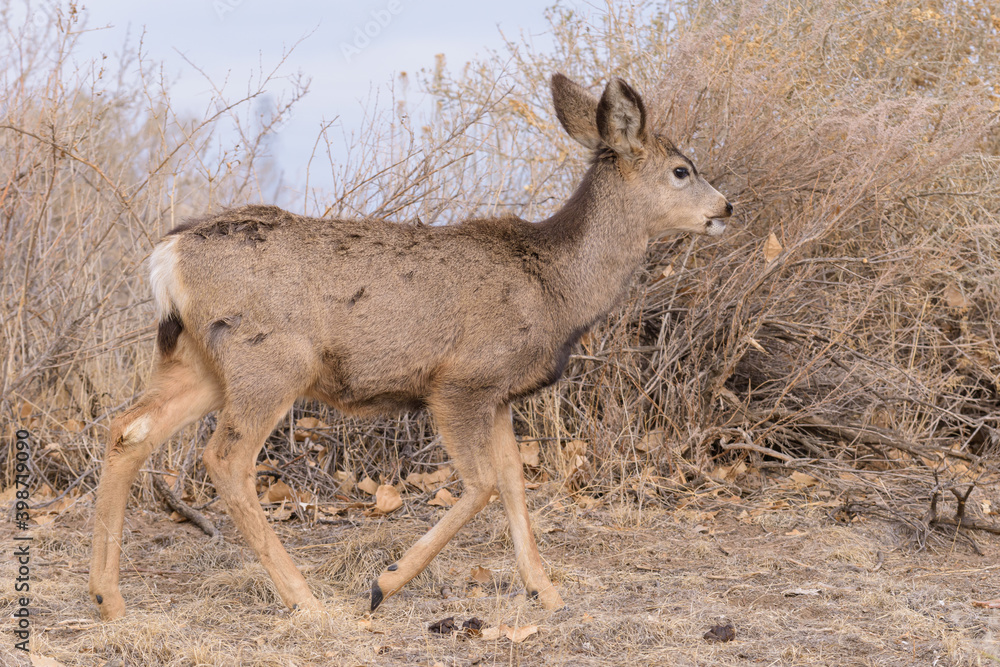 Colorado Wildlife. Wild Deer on the High Plains of Colorado Colorado Wildlife. Wild Deer on the High Plains of Colorado