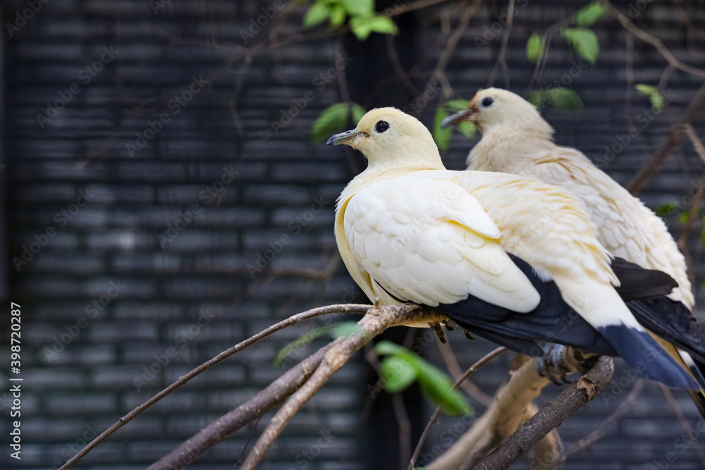 The pied imperial pigeon bird is rest in the garden The pied imperial pigeon bird is rest in the garden