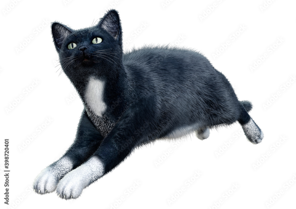 3D Rendering Black Cat on White