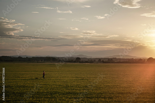Fototapeta Naklejka Na Ścianę i Meble -  Walking trough a wheat field