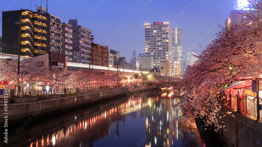 Obraz premium 横浜 東京 お花見 夜桜