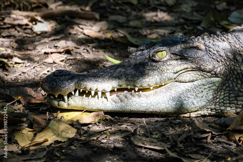 Close up head crocodile is sleep in garden
