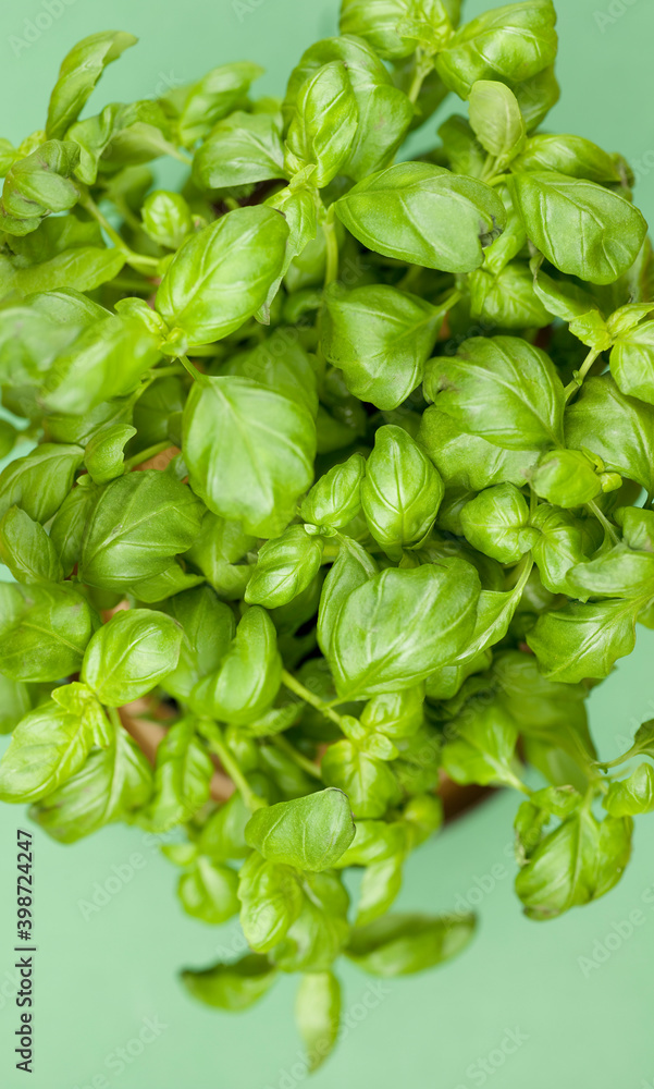 Pot of basil from above. Studio photo isolated on green background. Selective focus on object Pot of basil from above. Studio photo isolated on green background. Selective focus on object