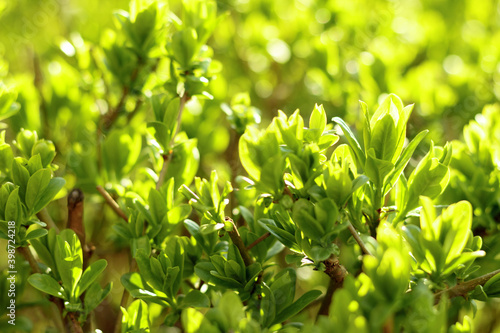 Young green leaves of hedge plant with blurred greenery background against soft morning sunlight. Close up. Spring background with small depth of focus.