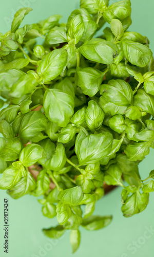 Pot of basil from above. Studio photo isolated on green background. Selective focus on object