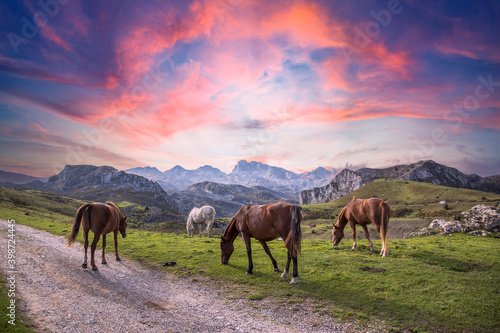 Wild horses in the mountains of Lagos de Covadonga at sunrise, Picos de Europa. Asturias, Spain © unai