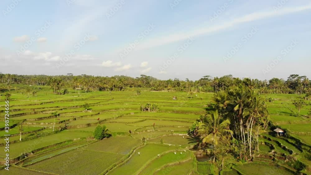 Drone shot of a rice field in the morning in Bali, Indonesia. Drone shot of a rice field in the morning in Bali, Indonesia.