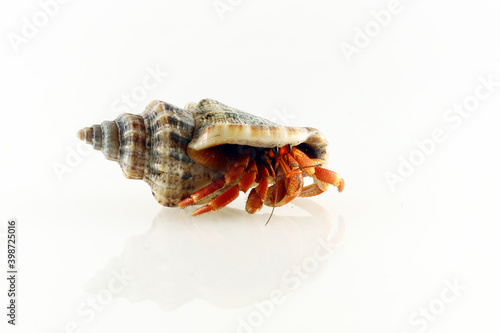Photo hermit crab in reflection on a white background