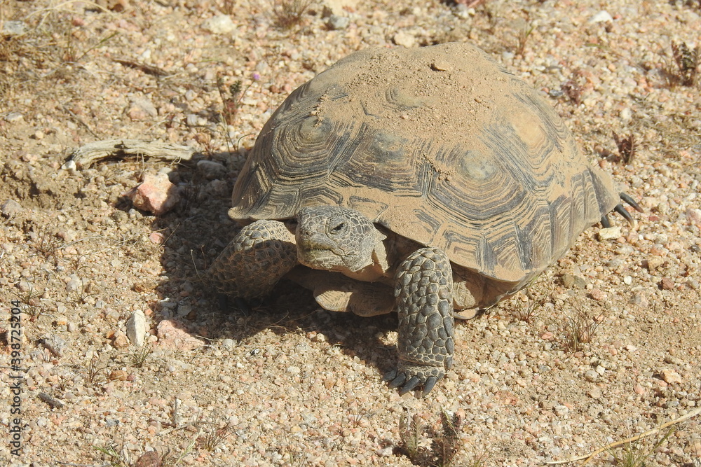Fototapeta premium Desert Tortoise, Mojave Desert, California. This amazing reptile emerged from her burrow, ready to eat. She munched on patches of desert grass protruding from the pebbles of sand.