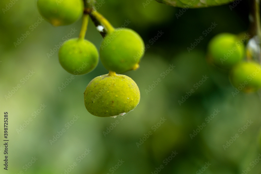 Raw fruits of sand paper tree or Ficus exasperata