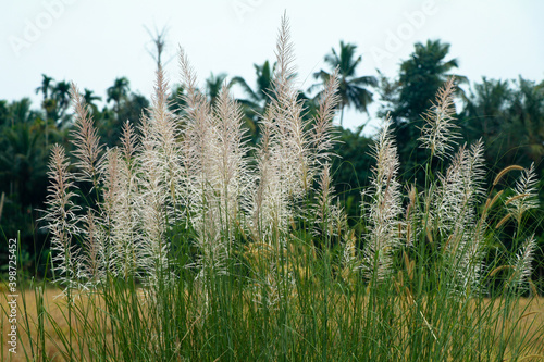 Feather like flowers of wild sugarcane or  Saccharum spontaneum
