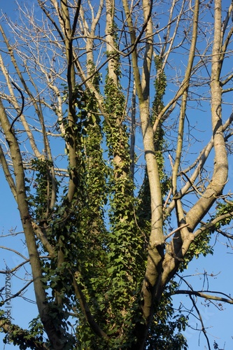 green ivy plant in nature photo