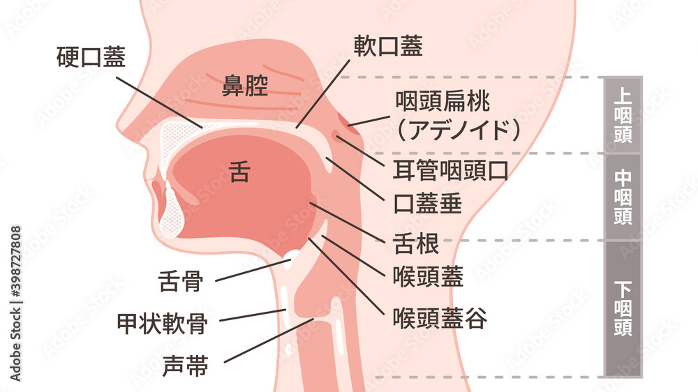 頭部 矢状断 口腔のイラスト 名称あり 16 9 Stock Vector Adobe Stock
