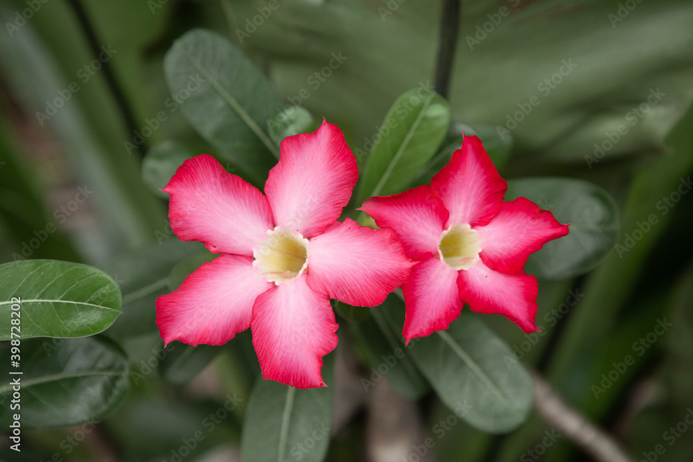 Adenium obesum flowers blooming on green leaves closeup with blur green leaves background. Also called Desert Rose. Adenium obesum flowers blooming on green leaves closeup with blur green leaves background. Also called Desert Rose.