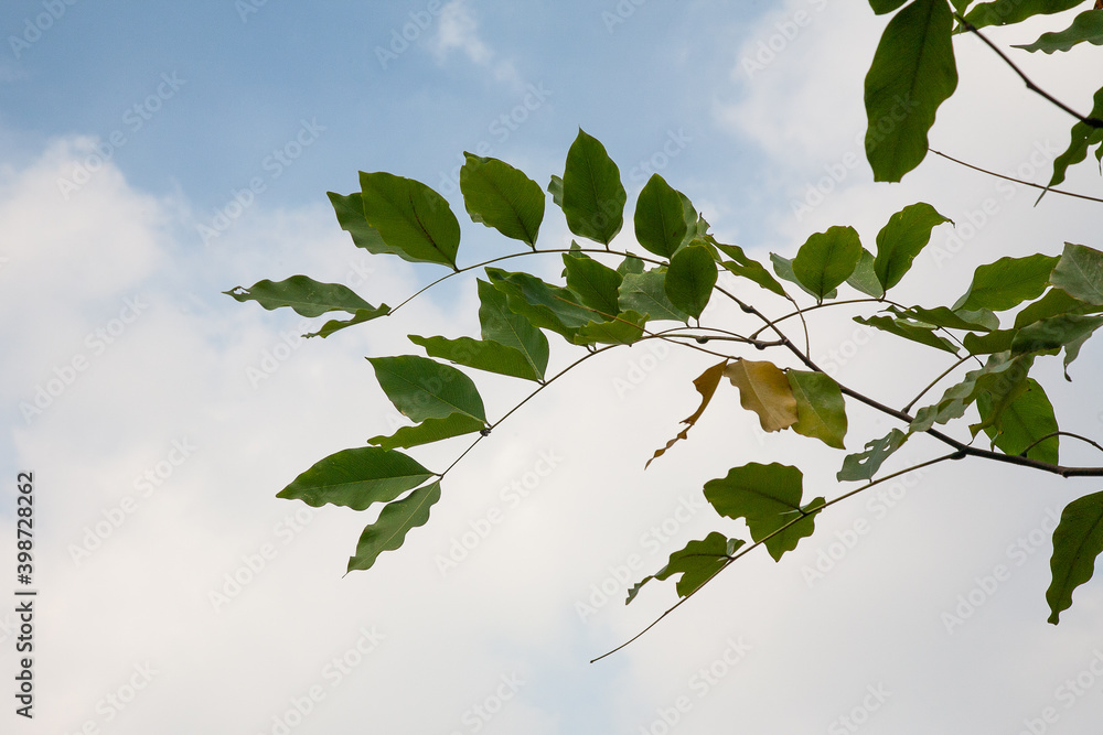 Obraz premium Green leaves in sunshine on clound sky background. Free space for symbol or content. Close up, copy space.