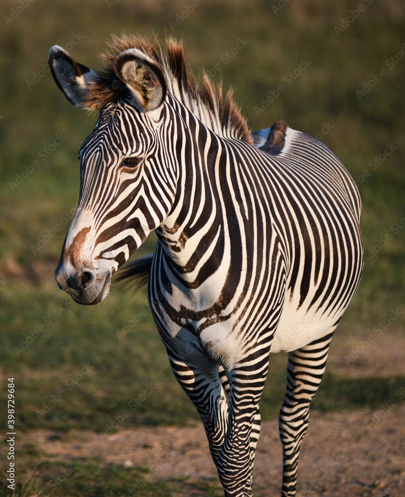 Naklejka premium Zebra at The Wilds