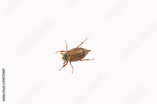 May beetle with antennae and legs isolated on white.