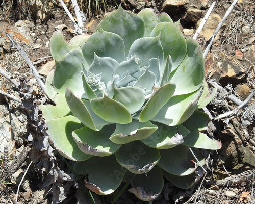 A succulent plant, known as Chalk Dudleya, growing wild in San Luis Obispo County, California. photo