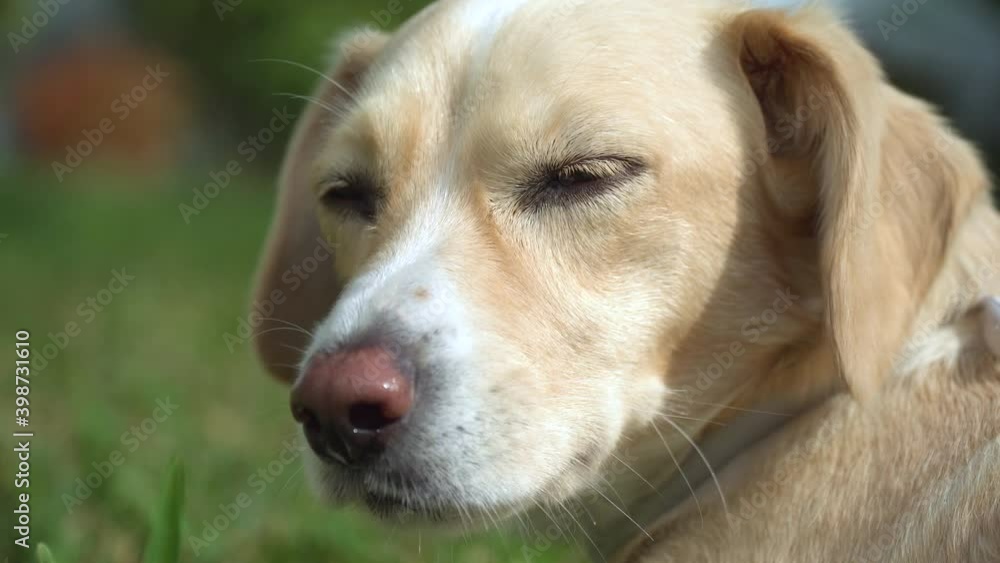 Detailed close up of a mongrel mutt dog looking like a labrador retriever mixed-breed dog laying down in a grass field in the sunshine. Detailed close up of a mongrel mutt dog looking like a labrador retriever mixed-breed dog laying down in a grass field in the sunshine.