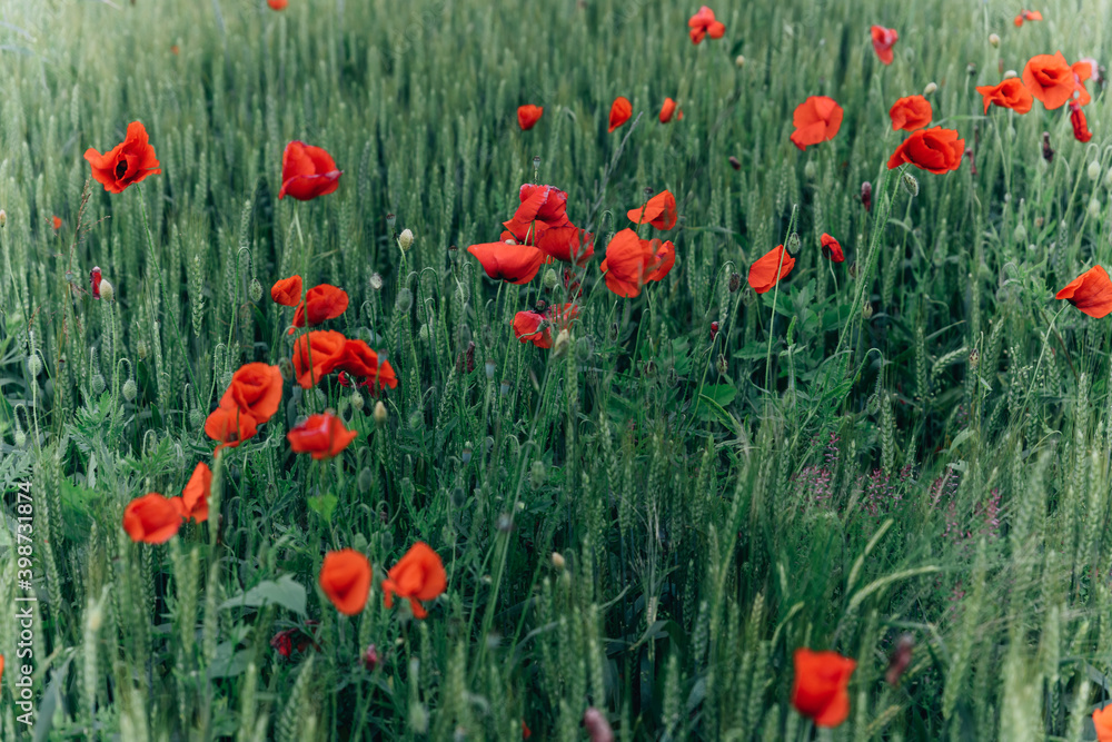Obraz premium rote Mohnblumen im Feld
