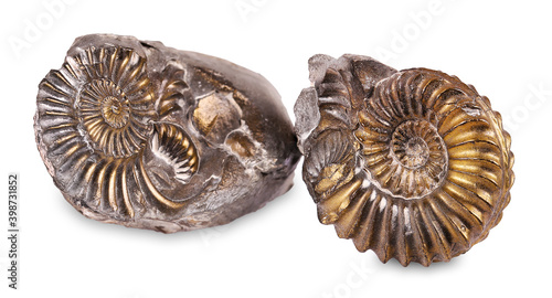 Fossilized snail in the stone, ammonite