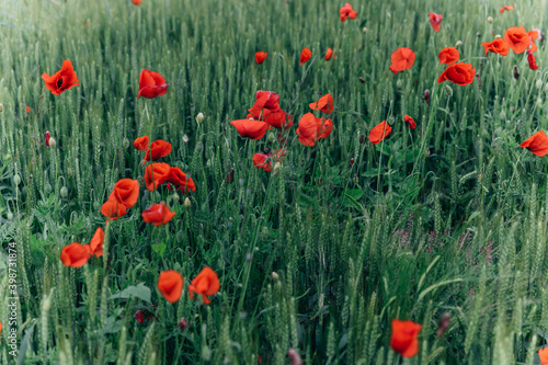 rote Mohnblumen im Feld