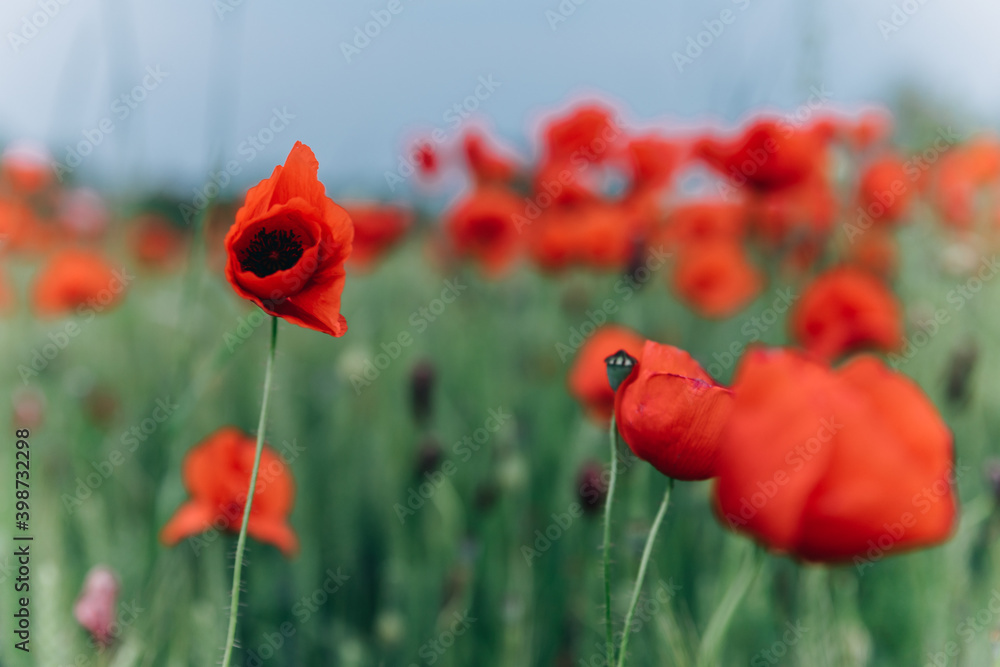 Fototapeta premium rote Mohnblumen im Feld