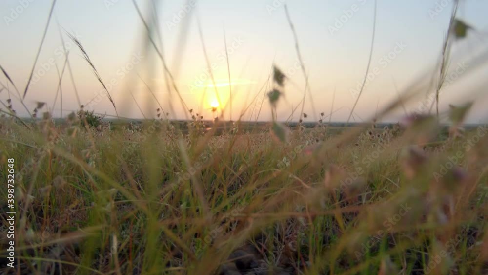 Closeup shot of grass in front of the sun during the sunset Closeup shot of grass in front of the sun during the sunset