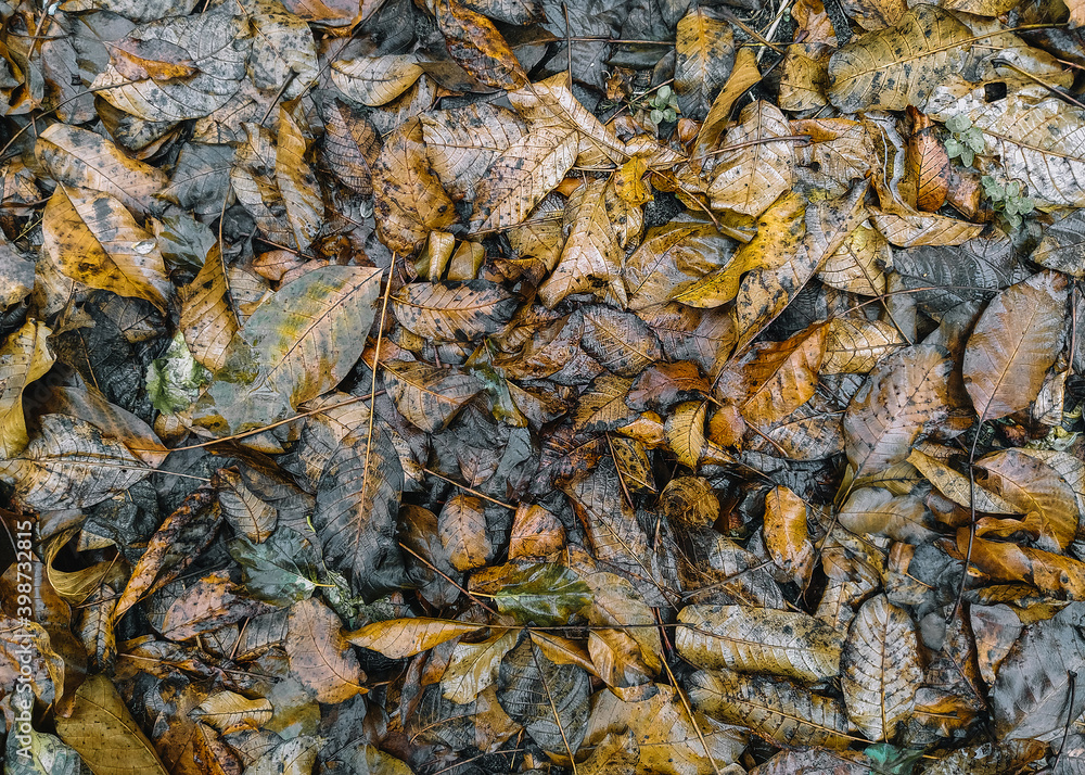 The texture of wet autumn brown walnut leaves after rain. Deadwood, top view.