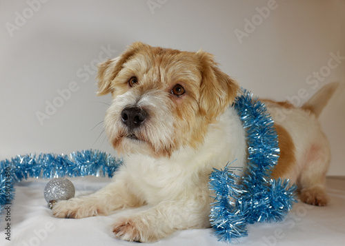 cute funny fluffy puppy sitting with Christmas decorations. New Year and Christmas card.