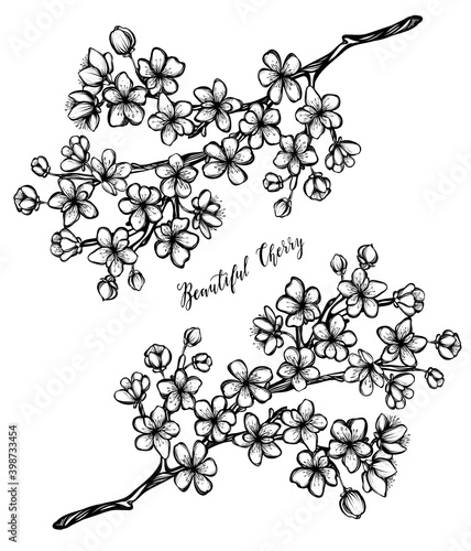 Vector illustration, Beautiful Cherry, branches, flowers, buds, card for you, handmade