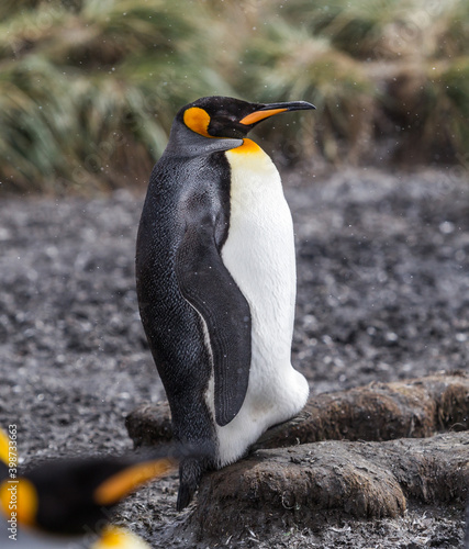 Female king penguin holds its egg in a pouch near bottom of its body.