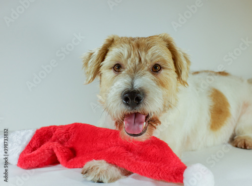 cute funny fluffy Jack Russell Terrier puppy lying on Santa's red hat.Christmas greeting card .new year background