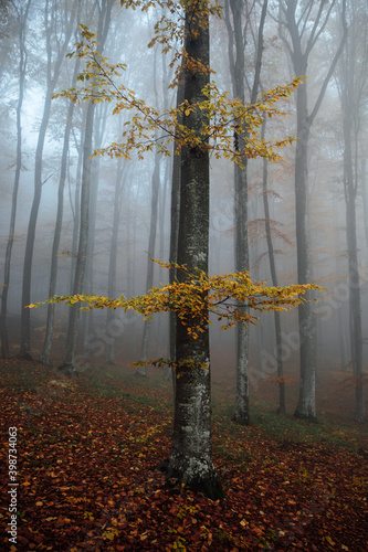 Majestic colorful beech for...