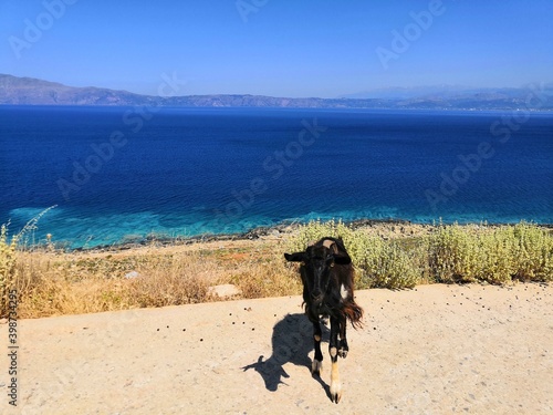 Goats around Balos beach (Kissamos) on Crete Island, Greece.